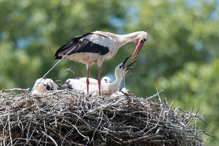 Nest of white storks  Family in which they were born four young