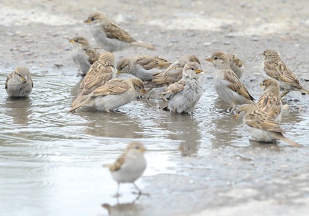 House sparrows are taking a bath oneself in the puddleの写真素材