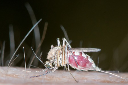 The mosquito is stinging the man