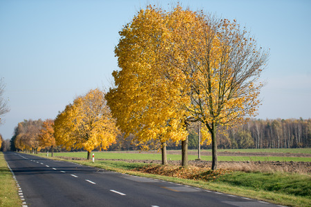 Autumn . Leaves are falling off treesの写真素材