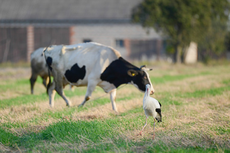 The stork and the cow on fieldの写真素材