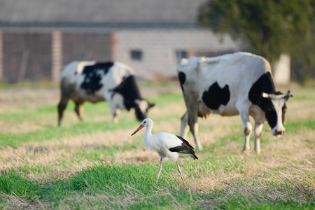 The stork and the cow on fieldの写真素材