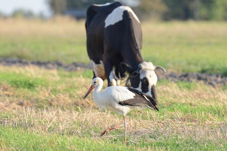 The stork and the cow on fieldの写真素材
