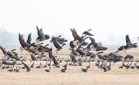 Wild geese - The Greylag Goose on boggy meadows.の写真素材