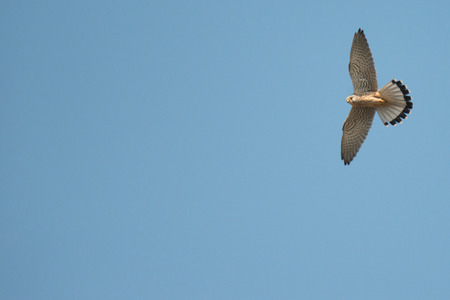 Scene from living of birds in the city . Kestrels in flightの写真素材