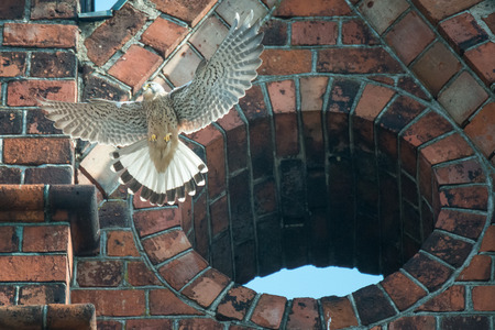 Scene from living of birds in the city. Kestrels are building a nest on the church towerの写真素材