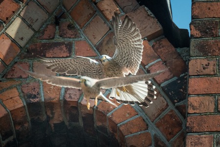 Scene from living of birds in the city. Kestrels are building a nest on the church towerの写真素材