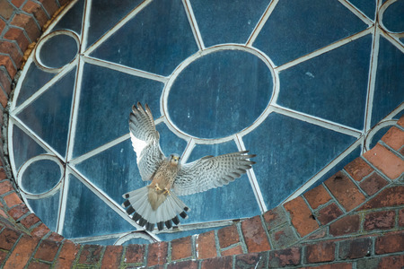 Scene from living of birds in the city. Kestrels are building a nest on the church towerの写真素材