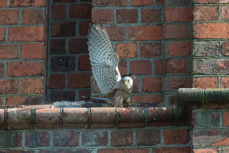 Scene from living of birds in the city. Kestrels are building a nest on the church towerの写真素材