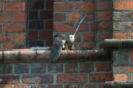 Scene from living of birds in the city. Kestrels are building a nest on the church towerの写真素材