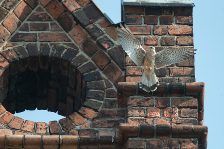 Scene from living of birds in the city. Kestrels are building a nest on the church towerの写真素材