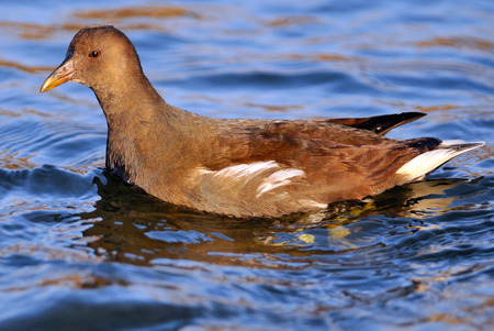 The mother hen is swimming on the overflow area in the nature reserve of the bog biebrzaの写真素材