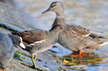 The mother hen is swimming on the overflow area in the nature reserve of the bog biebrzaの写真素材