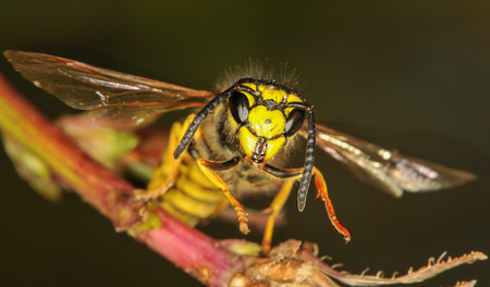 The wasp landed on the stalkの写真素材