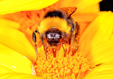 The bumblebee is drinking the nectar of the flower of the flowerの写真素材