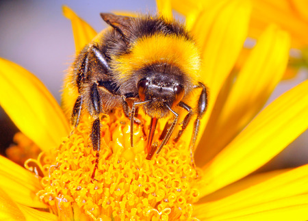 The bumblebee is drinking the nectar of the flower of the flowerの写真素材