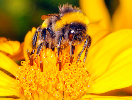 The bumblebee is drinking the nectar of the flower of the flowerの写真素材