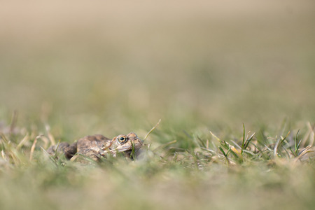 The common toad is lying in wait in grassの写真素材