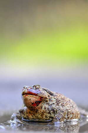 The common toad is lying in wait in the puddleの写真素材