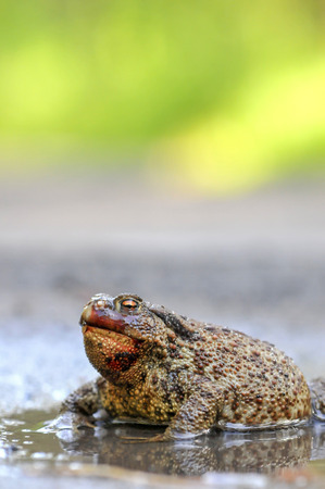 The common toad is lying in wait in the puddleの写真素材