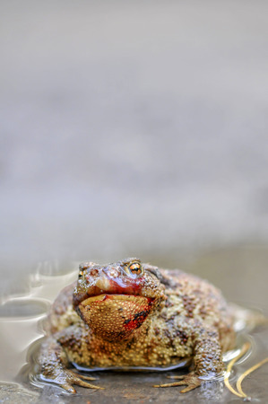 The common toad is lying in wait in the puddleの写真素材