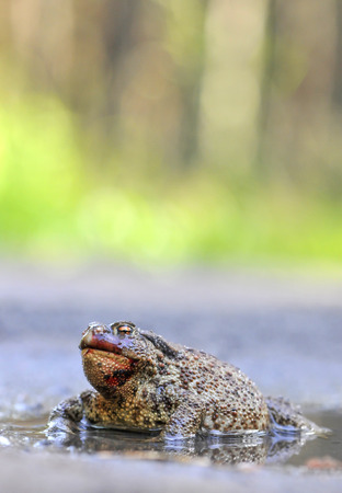 The common toad is lying in wait in the puddleの写真素材