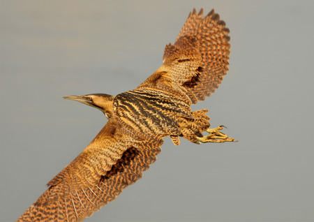 The Eurasian bittern or great bittern hunted fish on the pond and suddenly fell out from reedsの写真素材