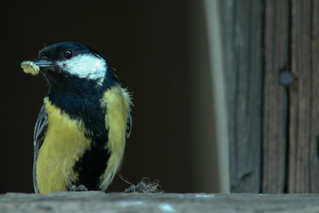The great tit caught the worm for oneの写真素材