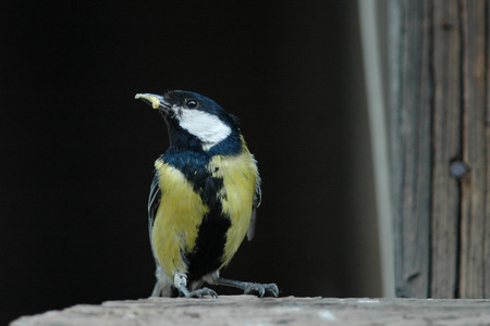 The great tit caught the worm for oneの写真素材