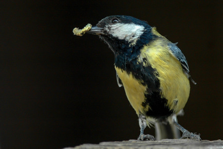 The great tit caught the worm for oneの写真素材