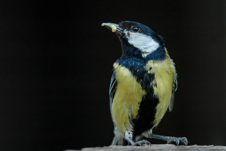 The great tit caught the worm for oneの写真素材