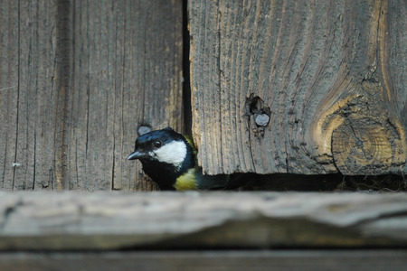 The great tit caught the worm for oneの写真素材