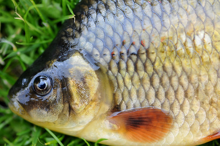 The crucian carpの写真素材