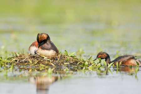 The Black - necked Grebe known in North America as the Eared Grebeの写真素材