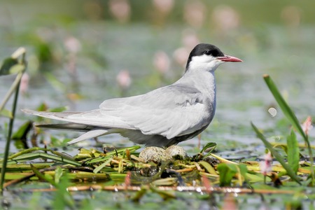 The Whiskered Tern on the nest is incubating eggs.の写真素材