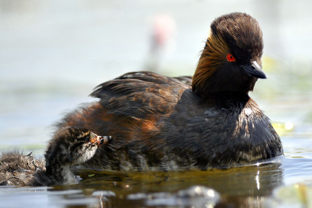 The Black - necked Grebe known in North America as the Eared Grebe is swimming from youngの写真素材
