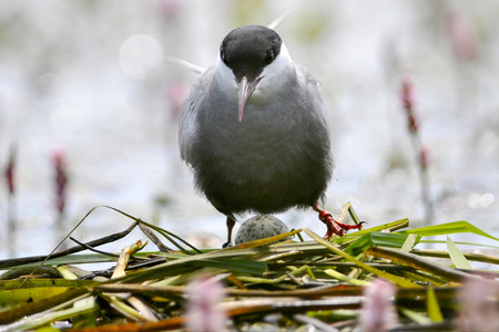 The Whiskered Tern on the nest is incubating eggsの写真素材