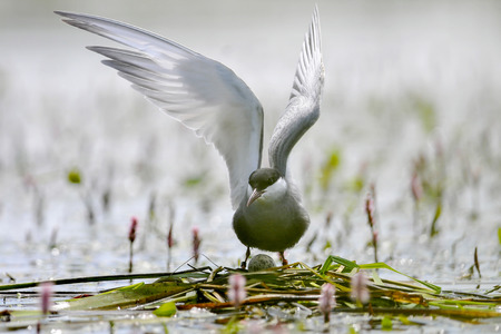 The Whiskered Tern on the nest is incubating eggsの写真素材