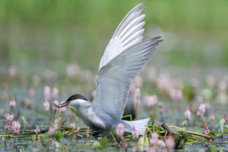 The Whiskered Tern on the nest caught fishの写真素材