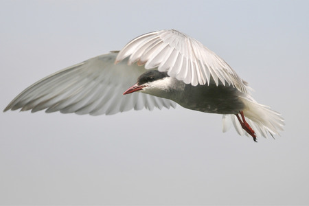 Tthe black tern is circling above fields