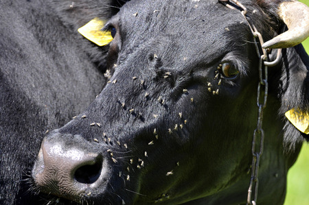 The cow is grazing on the meadow and are teasing her fliesの写真素材