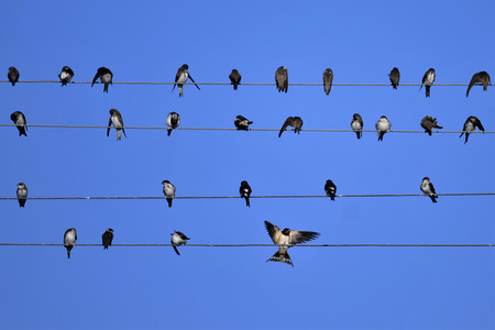 Swallows of the house martin lounged on wire high-voltage linesの写真素材