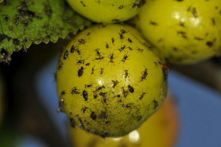 Aphides on fruits of the cherry treeの写真素材