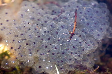 Frogspawn . Eggs are being laid in a group what is protecting them above all before drying and...