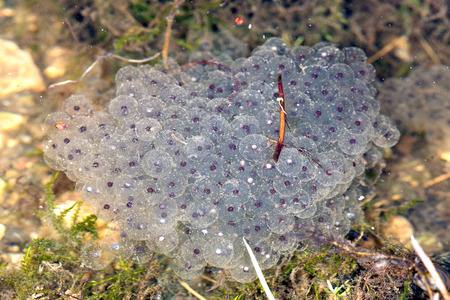 Frogspawn . Eggs are being laid in a group what is protecting them above all before drying and...