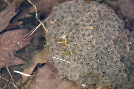 Frogspawn . Eggs are being laid in a group what is protecting them above all before drying and...