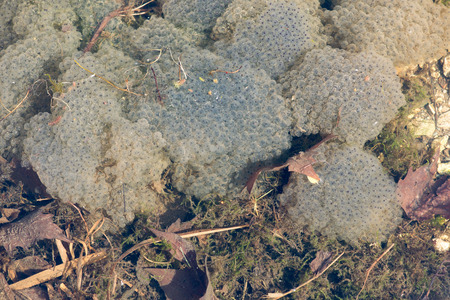 Frogspawn . Eggs are being laid in a group what is protecting them above all before drying and...