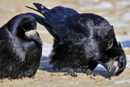 Thirsty rooks are eating the snowの写真素材