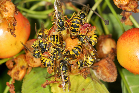 Wasps are eating fruits of the cherry treeの写真素材