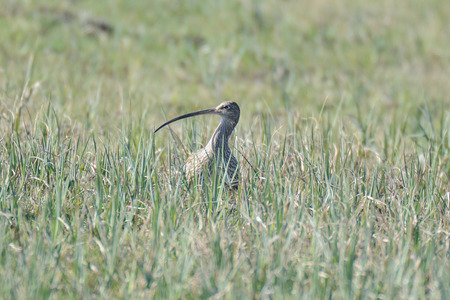 Central europ Curlews return from their winter quarters on coastal estuaries to their breeding grounds during March Their far carrying bubbling call is perhaps the most evocative of all spring bird sounds and Curlews are very conspicuous during this terriの写真素材